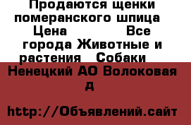 Продаются щенки померанского шпица › Цена ­ 45 000 - Все города Животные и растения » Собаки   . Ненецкий АО,Волоковая д.